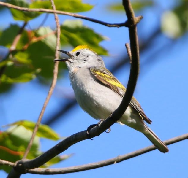This Rare Warbler Is Three Species in One