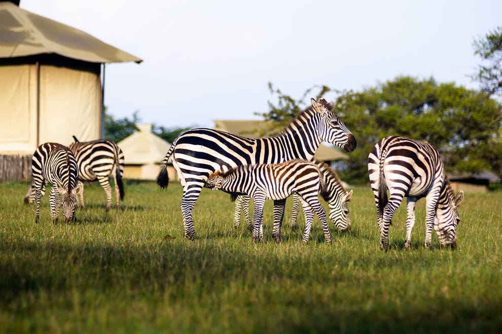 Find the best African safari for you: 10 camps sorted by travel type