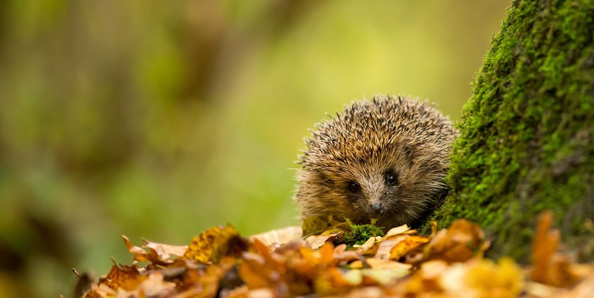 London's hedgehog hotspots revealed thanks to hidden cameras around the city
