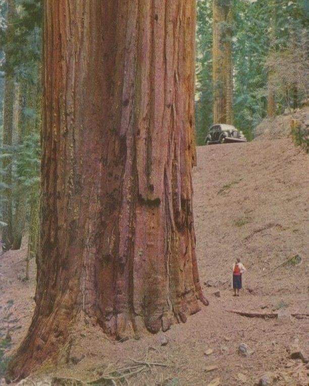 This is how Big a Redwood is.