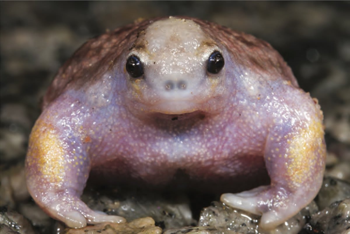 The turtle frog wants to know how you're doing. This critter's name nods to its resemblance to a shell-less turtle. It’s also unique for being one of the few frog species to skip the tadpole stage. Embryos fully develop in the egg & hatch as frogs! [: Stephen Zozaya, PLoS ONE]
