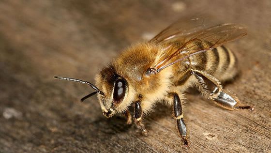 How to identify different types of bees