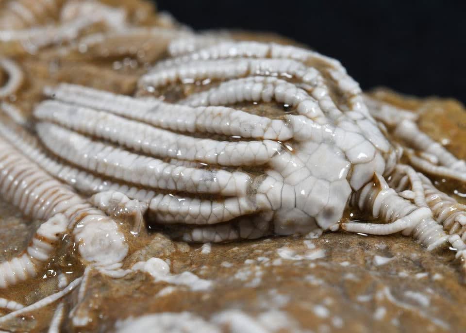 Very insane detail of this 400 million year old Crinoid fossil