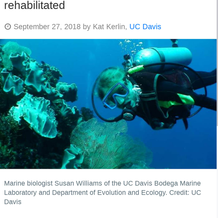 Large stretches of coral reefs can be rehabilitated