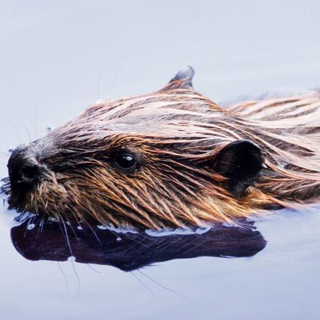Beavers are engineering a new Alaskan tundra