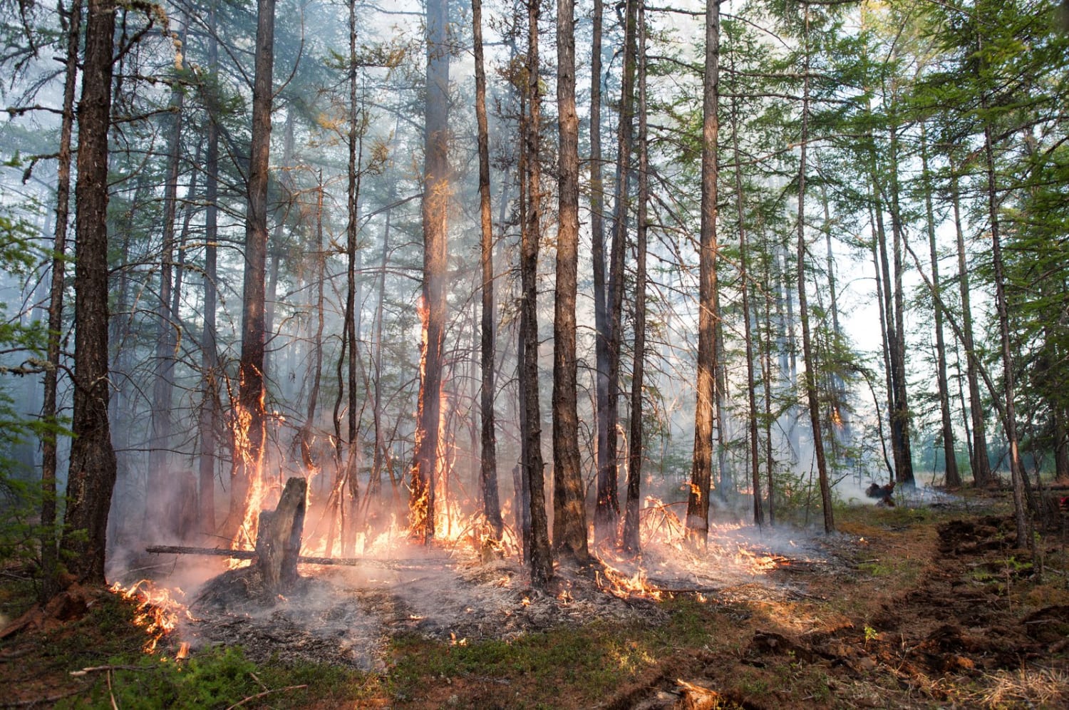 The Far-Reaching Consequences of Siberia's Climate-Change-Driven Wildfires