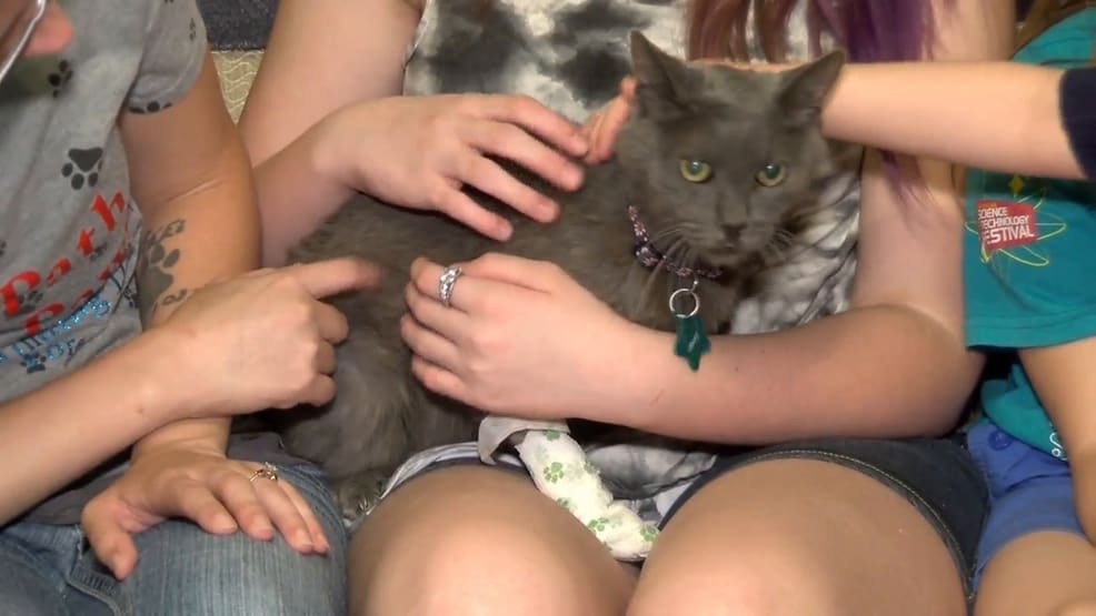 Stray cat returned to family 10 years after running away in Las Vegas