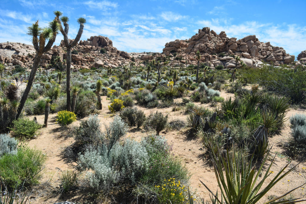 Hiking in Joshua Tree National Park: 6 Incredible Trails - the unending journey