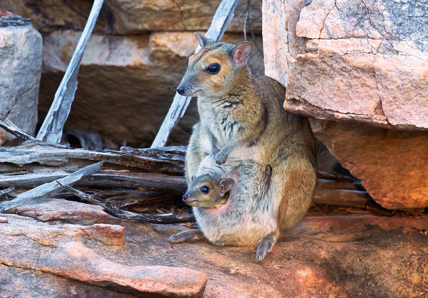 The Monjon is the smallest species of rock-wallaby. They are restricted to a small area of the Kimberley region and on nearby islands in the Bonaparte Archipelago.