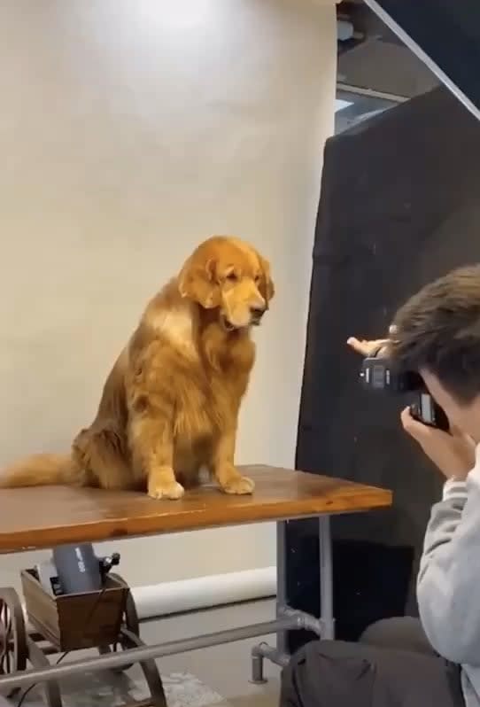 Photographer had a photo shoot with an adorable client