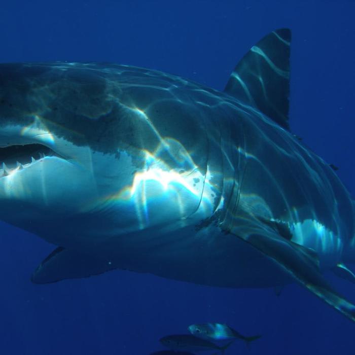 Study indicates as great white shark disappears, broadnose sevengill shark moves in