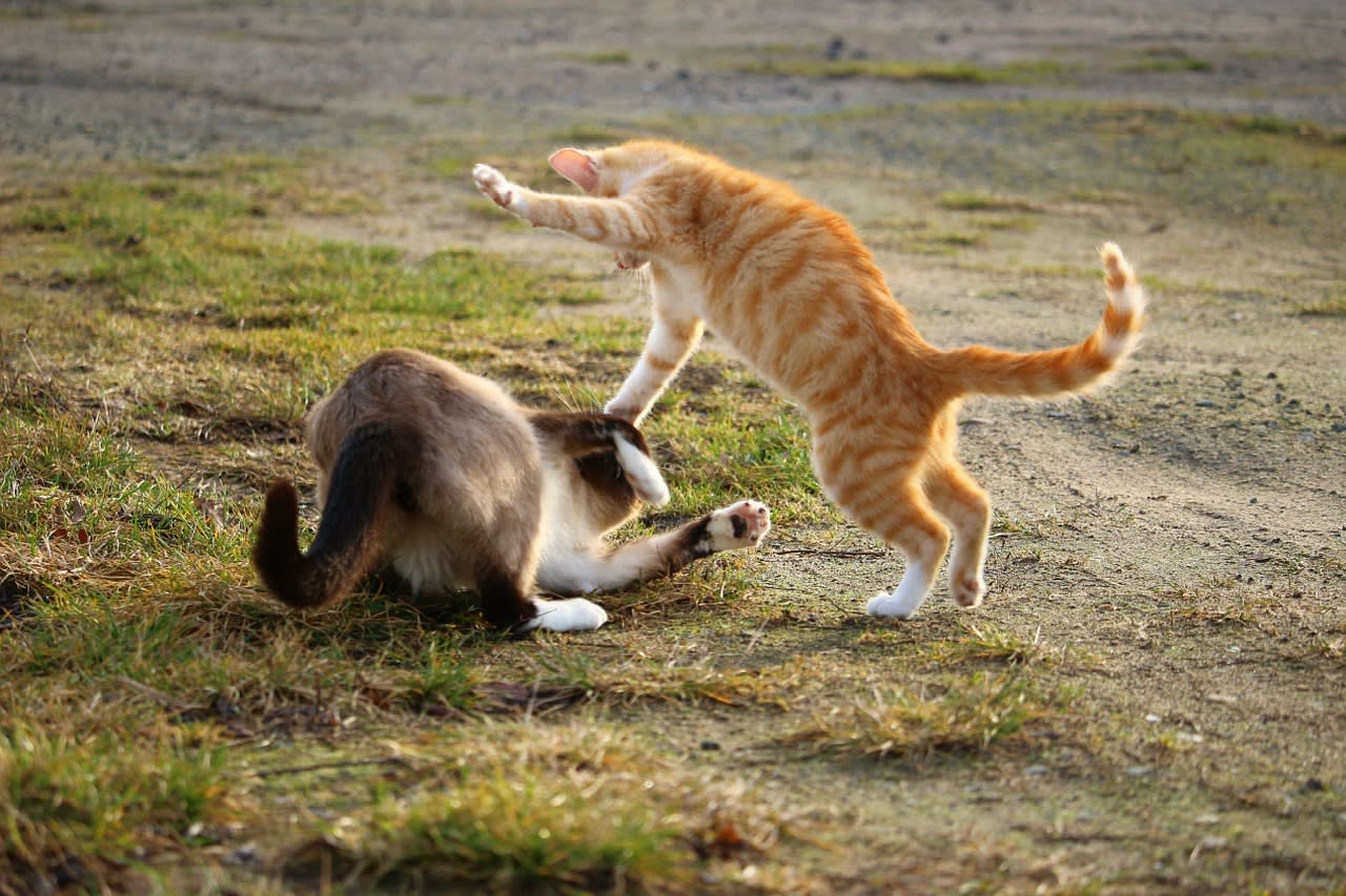 How Do You Break Up a Cat Fight?