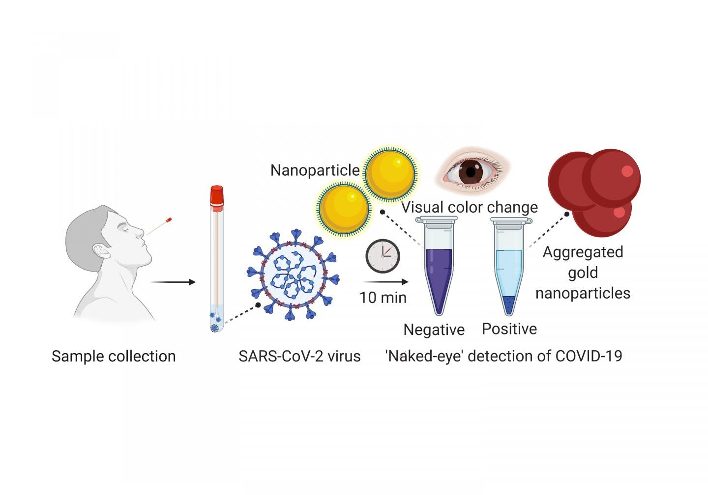 Researchers develop experimental rapid COVID-19 test using nanoparticle technique