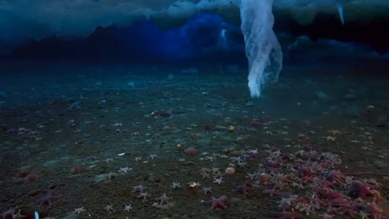 An underwater icicle, The Brinicle (or ‘finger of death’), that freezes everything in its path