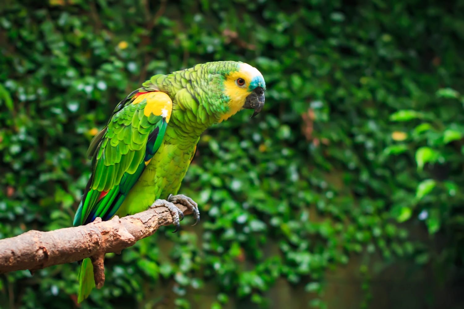 World's Best Parrots For Sale In Florida