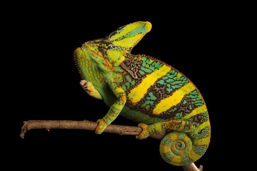 The veiled chameleon gets its name from the bony protusion atop its head, which is called a casque. Both males and females sport the fancy headgear, which serves to channel water droplets down into the reptiles’ mouths, a crucial adaptation in their dry habitats.