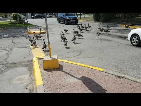 Geese block cars at intersection
