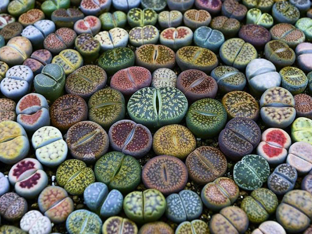 Array of South African Succulents called Lithops or "Living Stones"