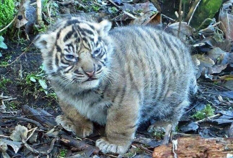 This angry and fat tiger cub.