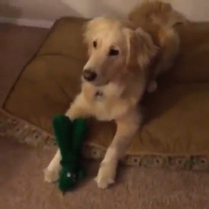 Dog gets to see it's favorite toy come to life!