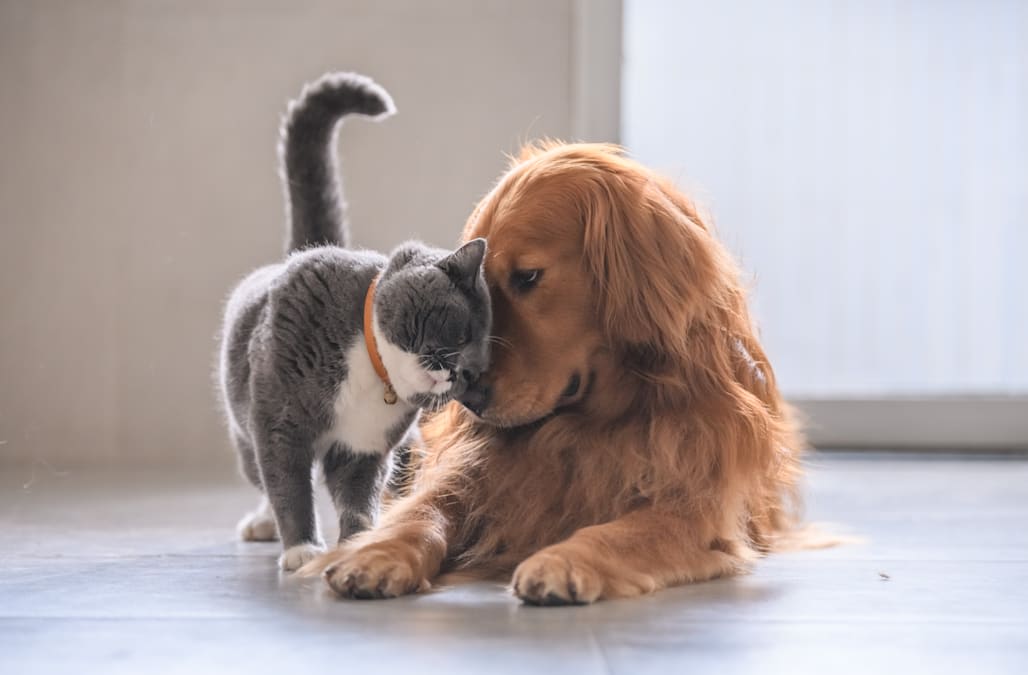What you need to do before introducing a new pet into your home when you have other pets