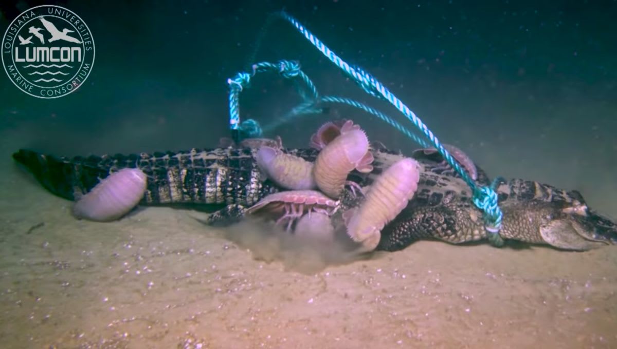 Football-Size 'Bugs' Feast on an Alligator in This Creepy Deep-Sea Video