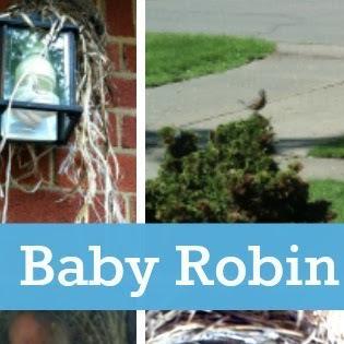 The Robin Revue: Watching Our Baby Robins Hatch