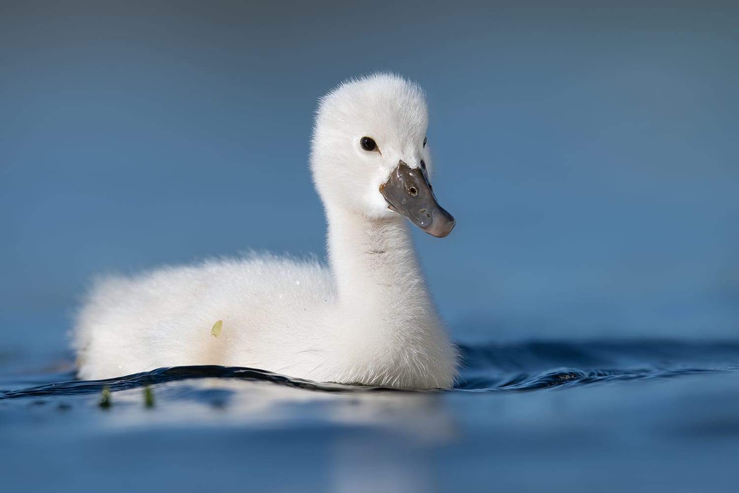 royal baby swan bike