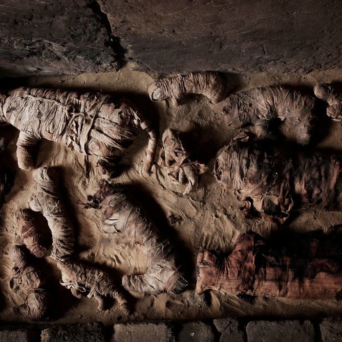 Ancient Cat Mummies and More Discovered in Egyptian Tombs