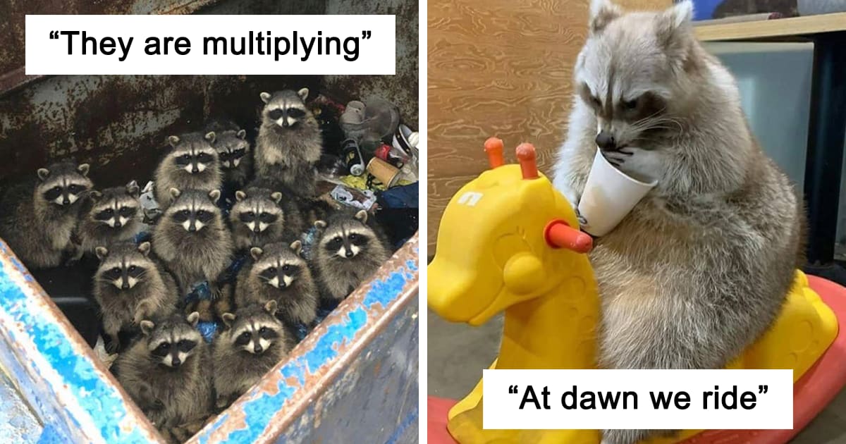 This Online Group Shares Funny Pics Of Racoons That Prove They May Be The Goofiest Animal Ever (50 Pics)