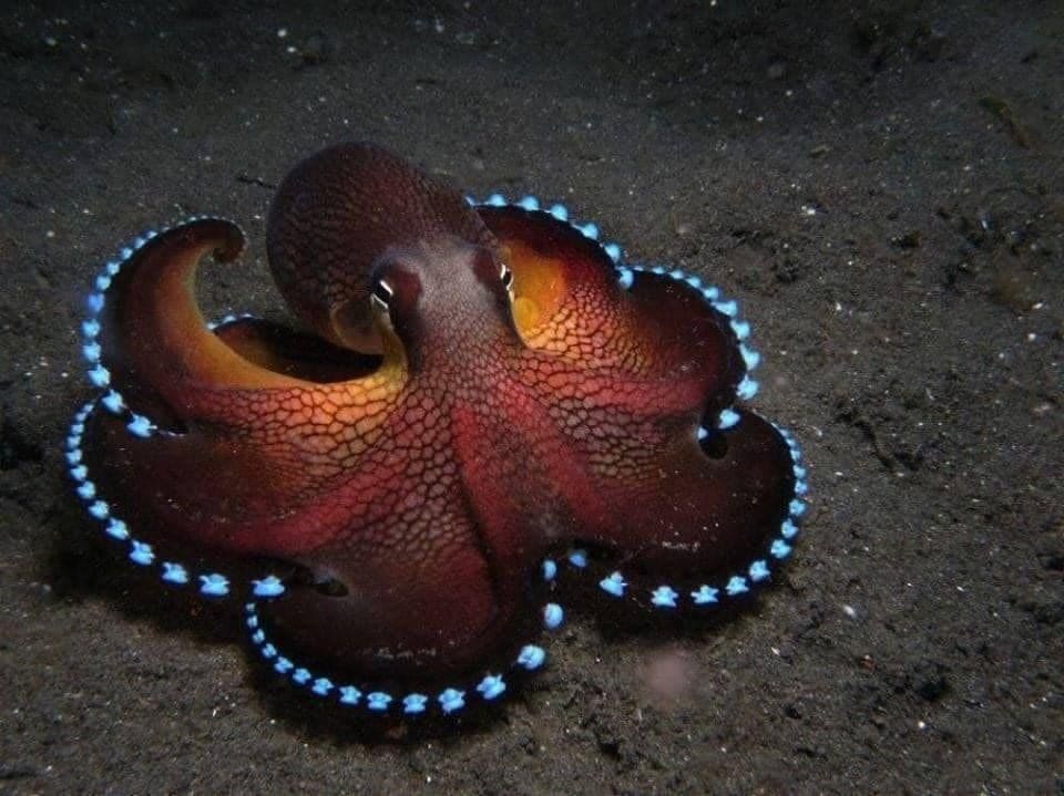 The blue glowing Coconut Octopus: It is a benthic creature meaning it stays at a depth of around 600 ft (183 m) in a muddy and sandy surface. Commonly found throughout the tropical Pacific and the Indian Ocean, from Australia to South Africa, Southern Japan, New Guinea, Indonesia, and India.
