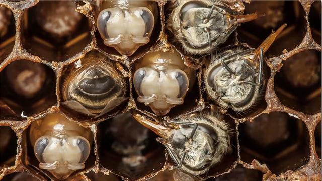 For a Biologist-Turned-Photographer, a Beehive Becomes a Living Lab