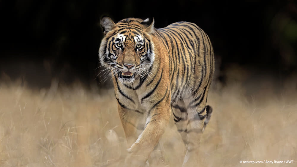In honor of GlobalTigerDay, your donation to help save endangered tigers & support WWF’s work in India will be MATCHED. For a limited time, your generous gift will go 2X as far, thanks to a $1-for-$1 match from Warner Bros. Discovery (@WBD). Donate now: