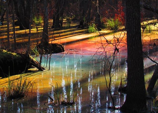 The Glorious Rainbow Colors of a Watery National Park