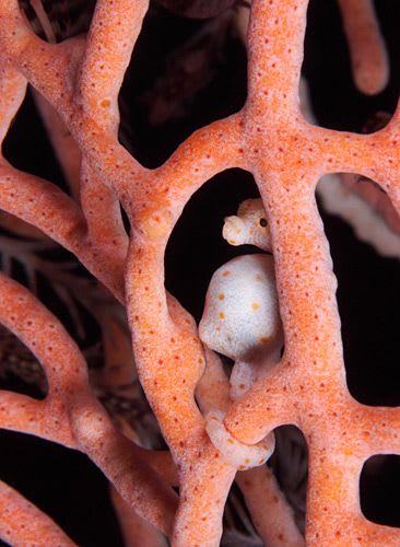 A pygmy seahorse hiding in the coral branches
