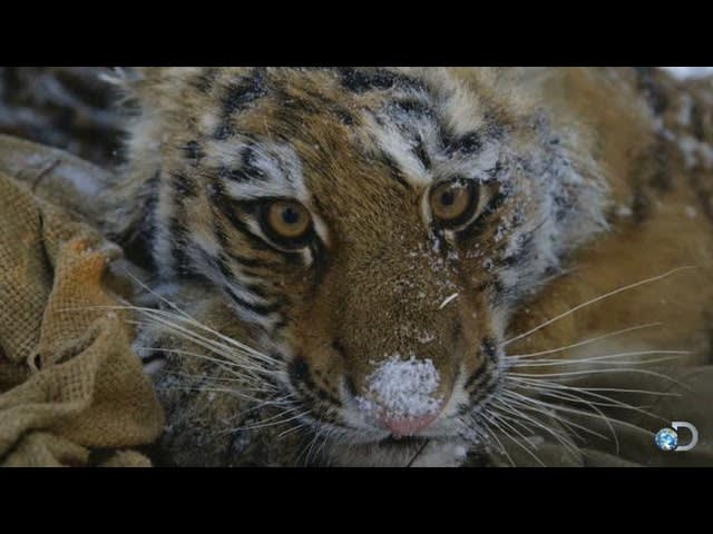 Another Chance for Three Orphaned Tiger Cubs