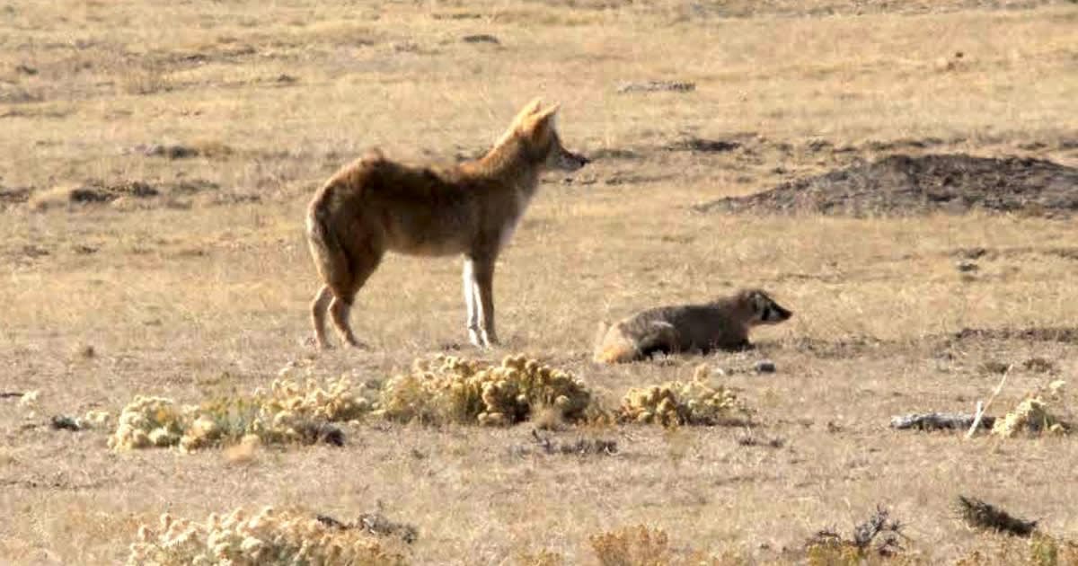Coyote and Badger Form Charming Odd Couple to Help Each Other Hunt