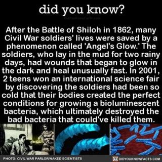 Did you know? After the Battle of Shiloh in 1862, many Civil War soldiers' lives were saved by a phenomenon called 'Angel's GIow.‘ The soldiers, who lay in the mud for two rainy days, had wounds that began to glow in the dark and heal unusually fast. In 2001 , 2 teens won an international science fair by discovering the soldiers had been so cold that their bodies created the perfect conditions for growing a bioluminescent bacteria, which ultimately destroyed the bad bacteria that could' ve kiIIed th_em. - )
