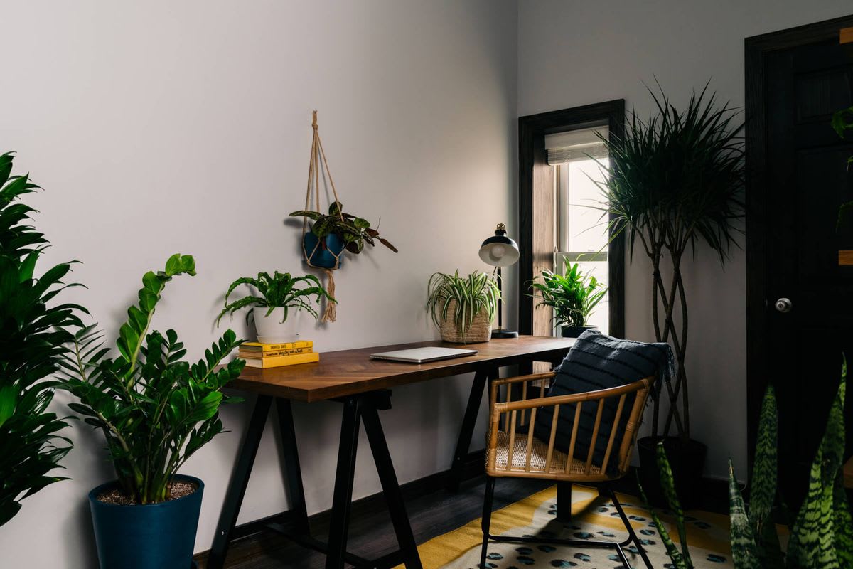 These 8 Plants Will Survive in *Any* Office Environment