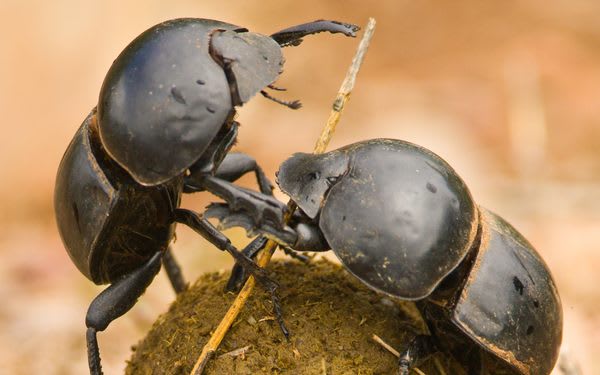The Outsize Allure of South Africa's Flightless Dung Beetle