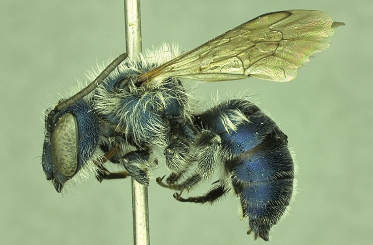 Blue Bee Feared to Be Extinct Is Found in Florida