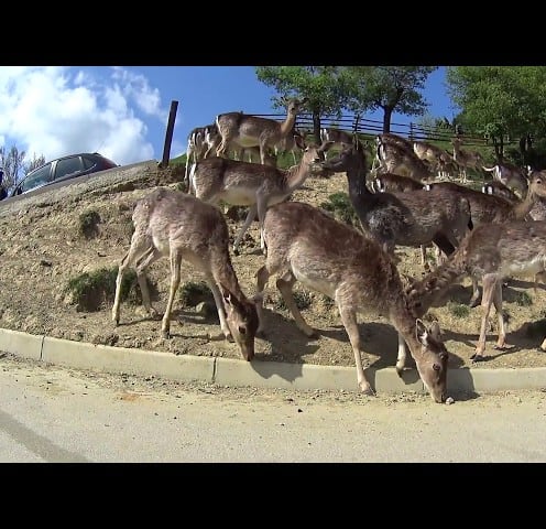 Awesome! Hand feeding herd of deer