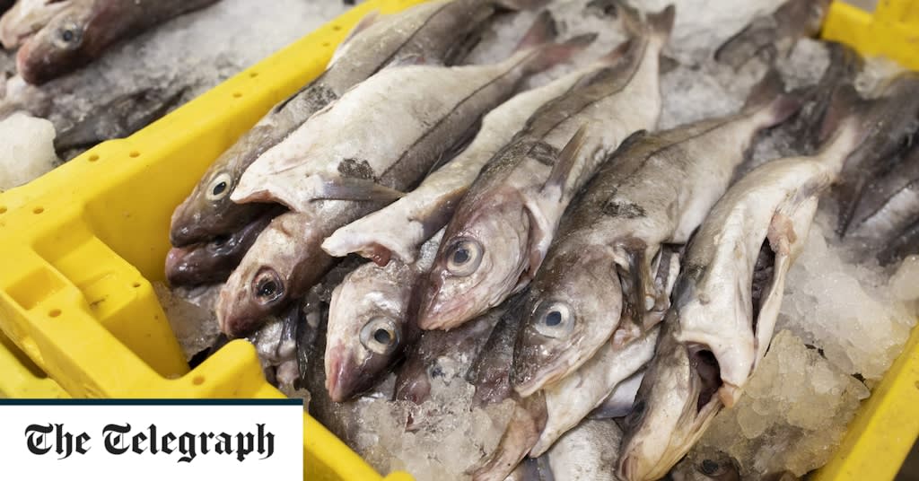 Tuna and anchovies to chase out cod in 30 years as UK seas warm up