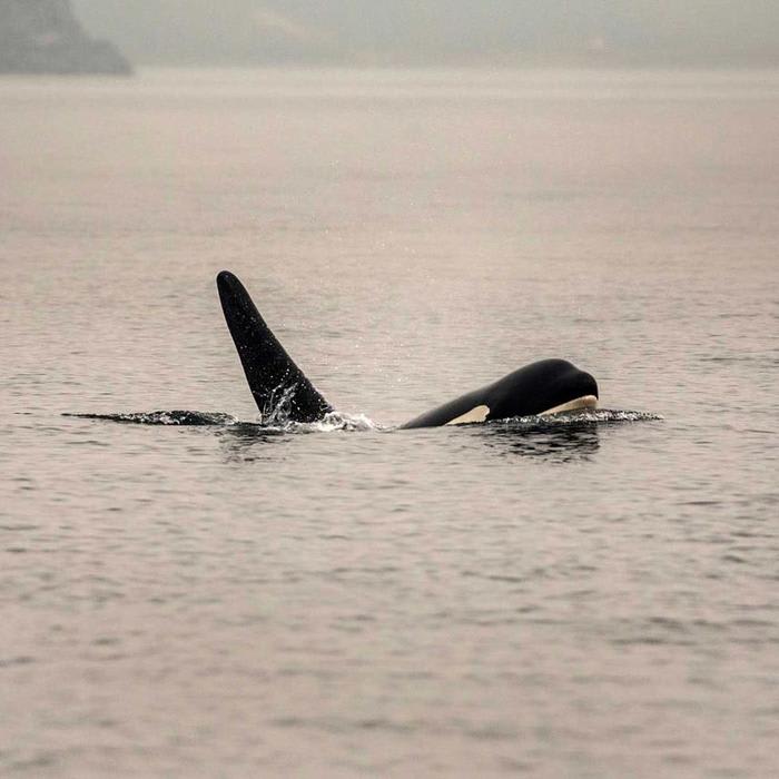 Orcas thrive in a land to the north. Why are Puget Sound's dying?