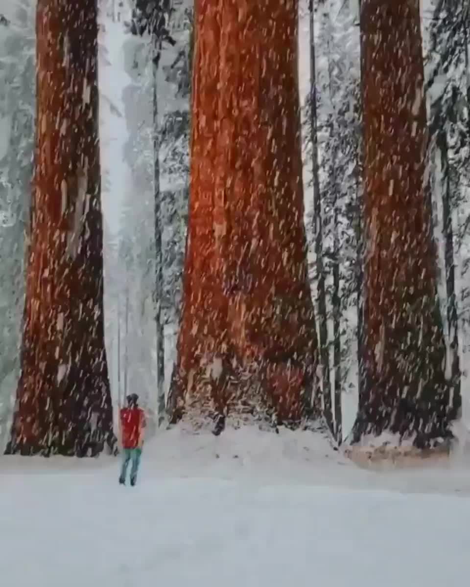 The sheer size of trees in Sequoia National Park