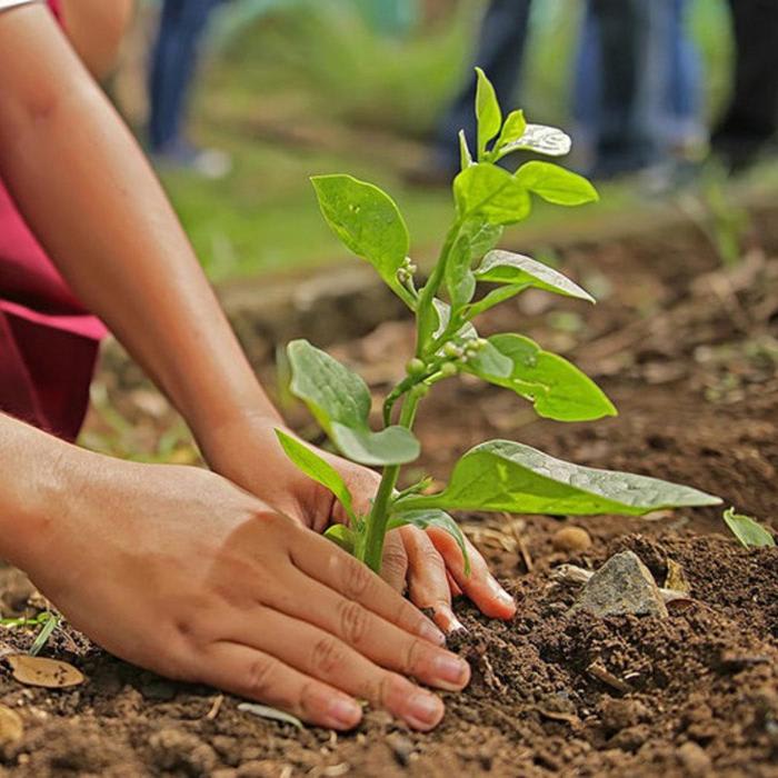 11 Reasons Why You Should Plant a Tree for Arbor Day