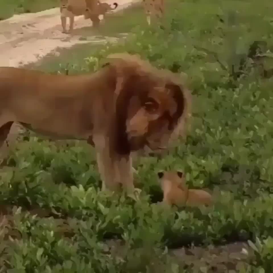 The heart of a mother lion
