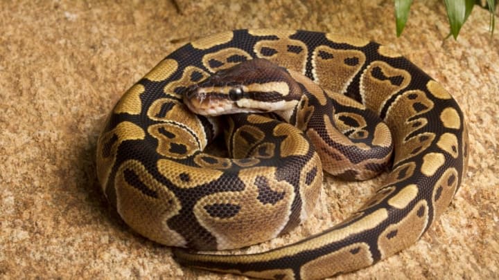 62-Year-Old Ball Python at St. Louis Zoo Lays Eggs After Decades of Isolation