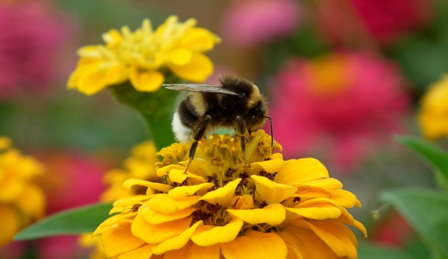 New generation insecticide reduces bumblebee egg laying - British Ecological Society