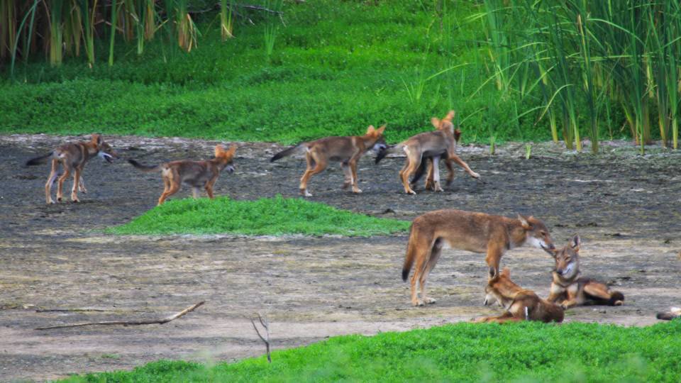 Pack of Wild Dogs in Texas Carry DNA of Nearly Extinct Red Wolf